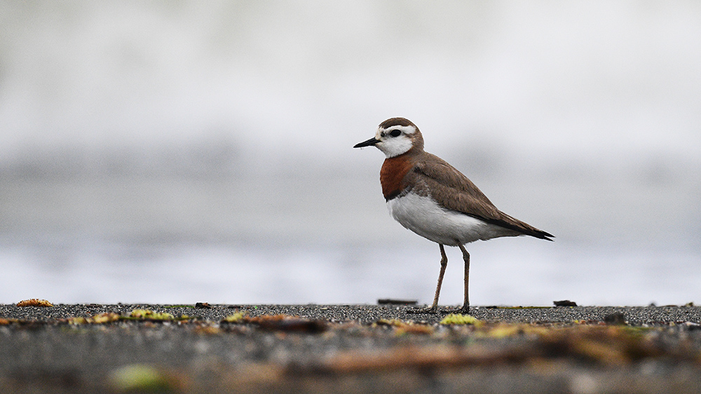 Caspian Plover