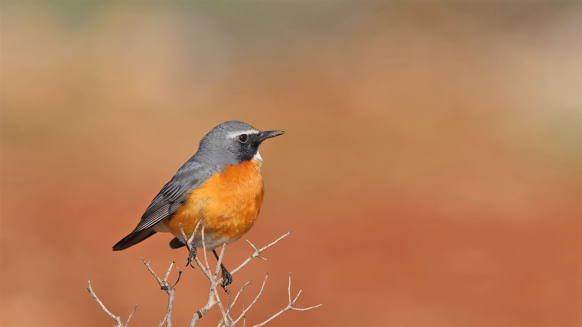 White-throated Robin
