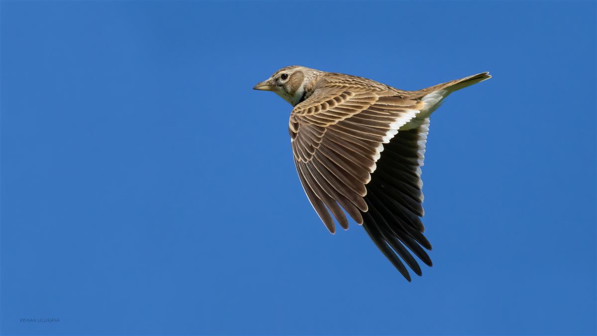 Calandra Lark
