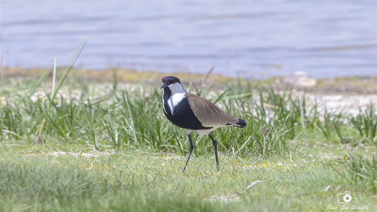 Spur-winged Lapwing