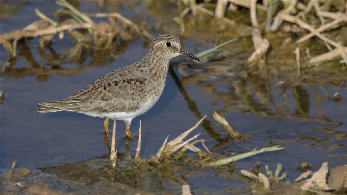 Sarıbacaklı Kumkuşu