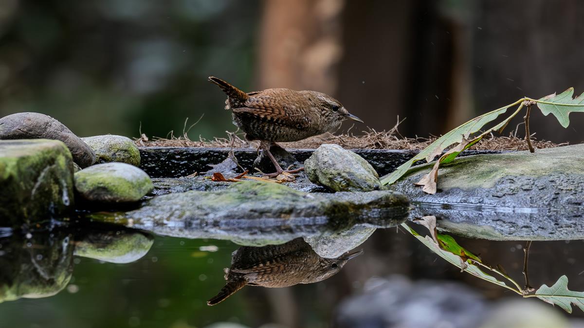 Eurasian Wren