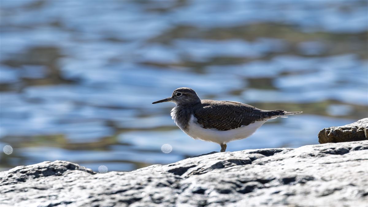 Common Sandpiper
