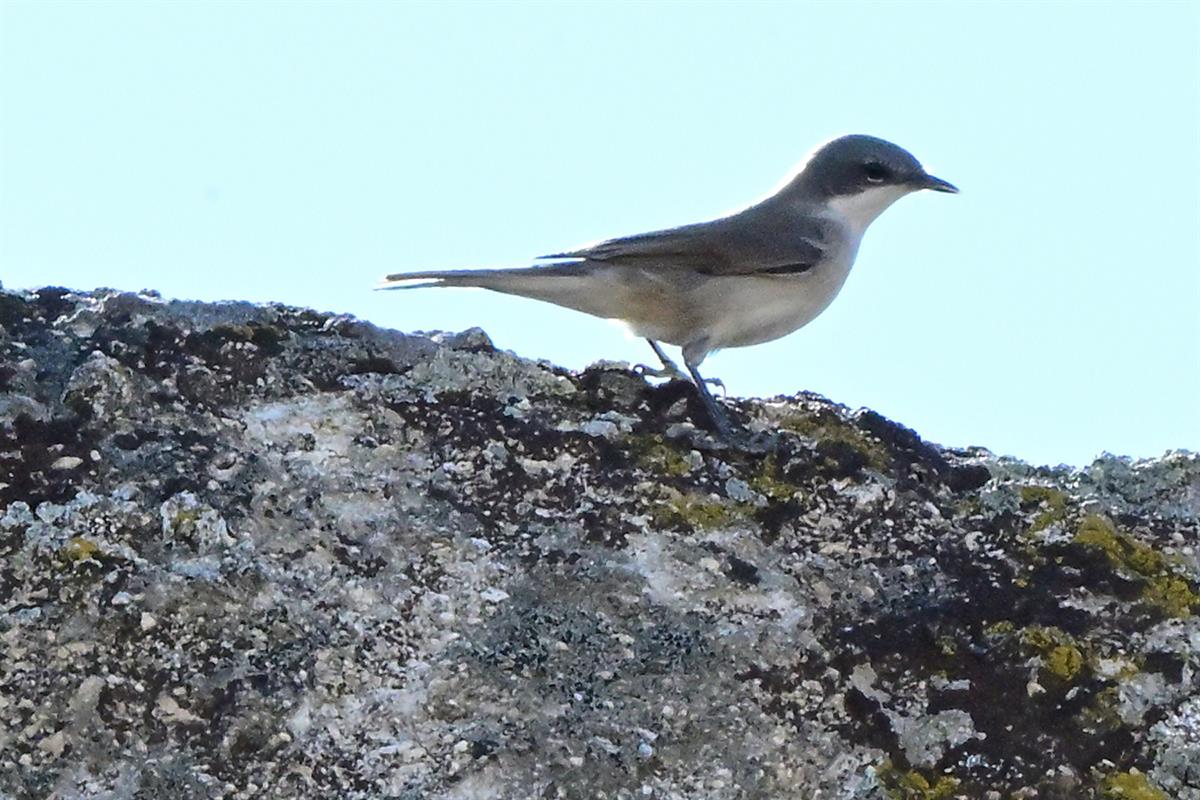 Lesser Whitethroat