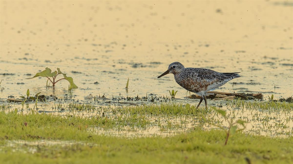 Red Knot