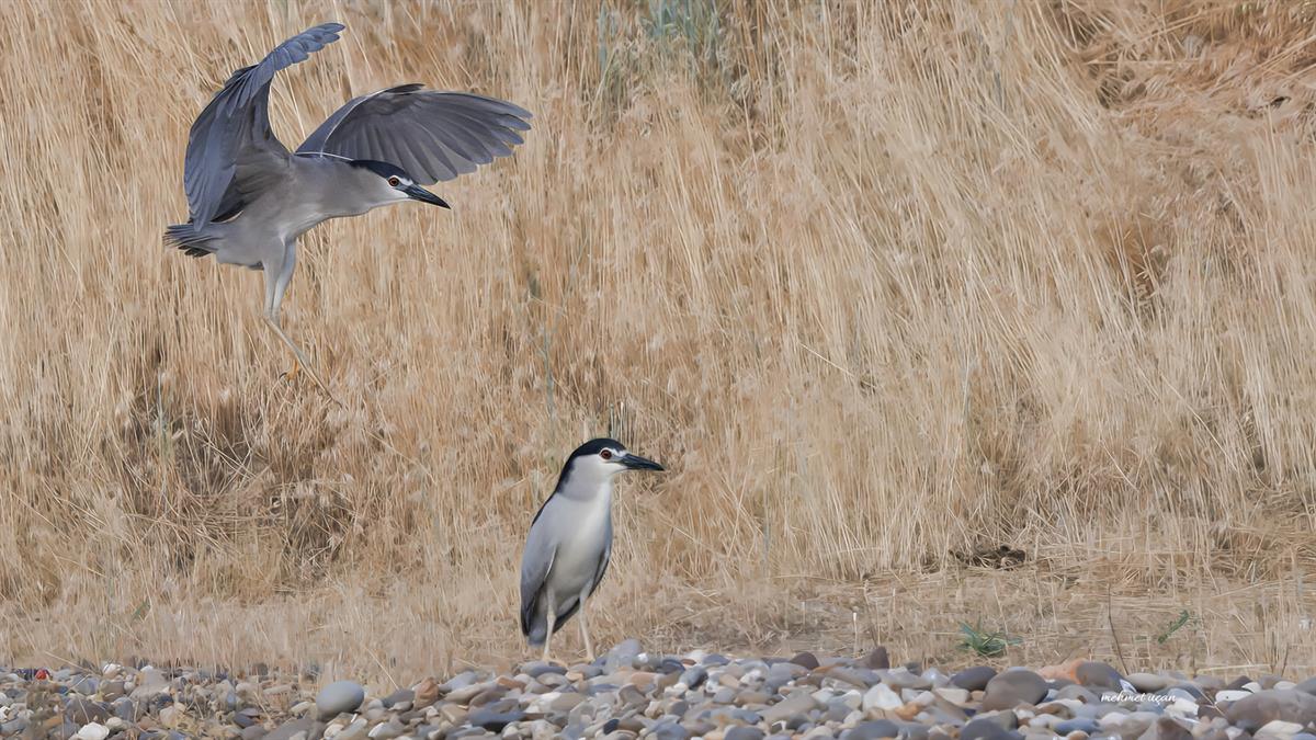 Black-crowned Night Heron