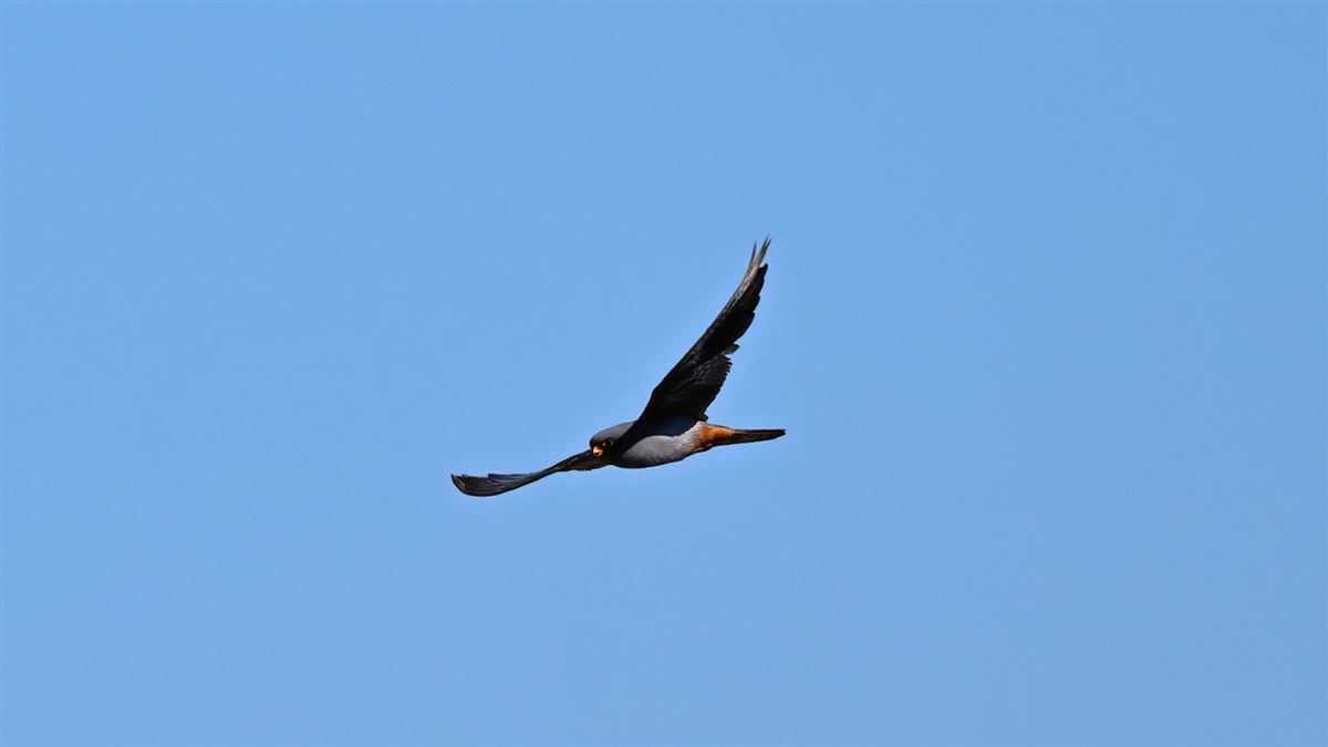 Red-footed Falcon