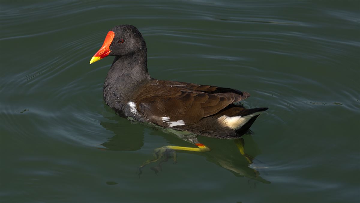 Common Moorhen