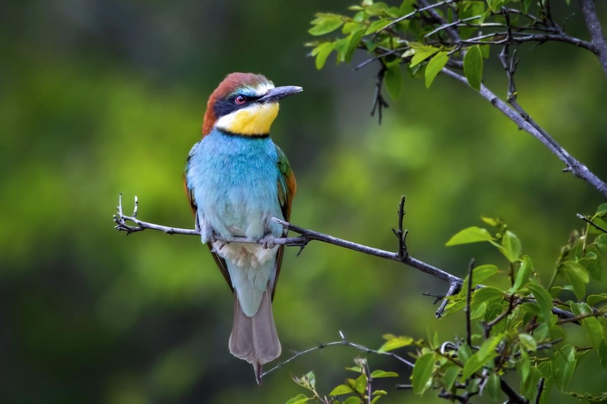 European Bee-eater