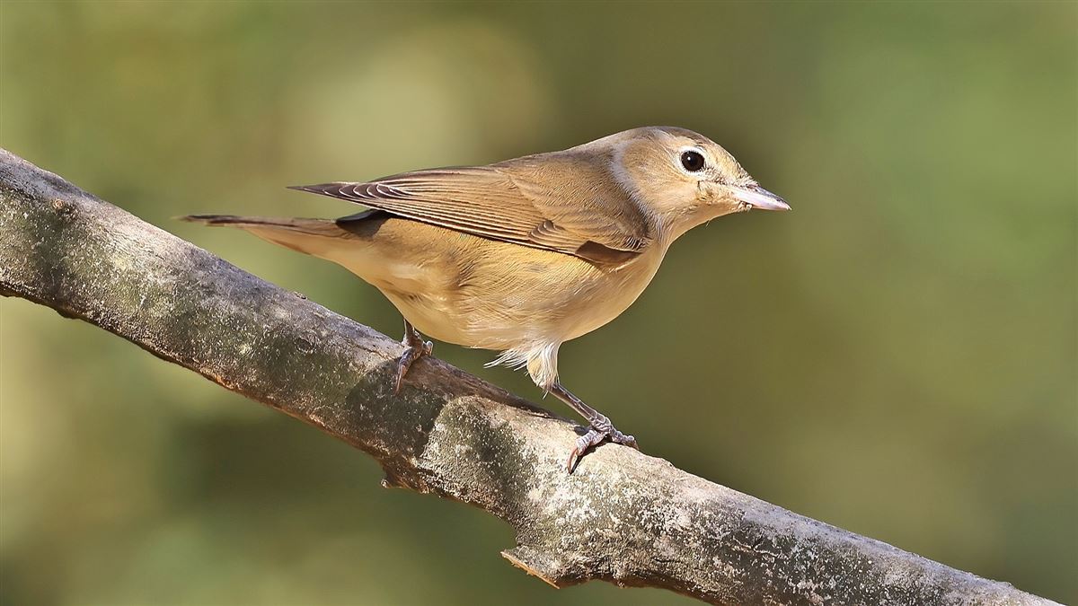 Garden Warbler