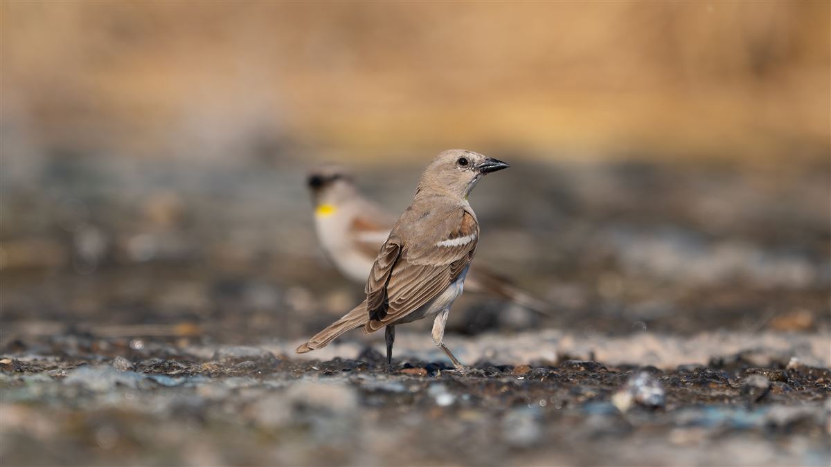 Yellow-throated Sparrow