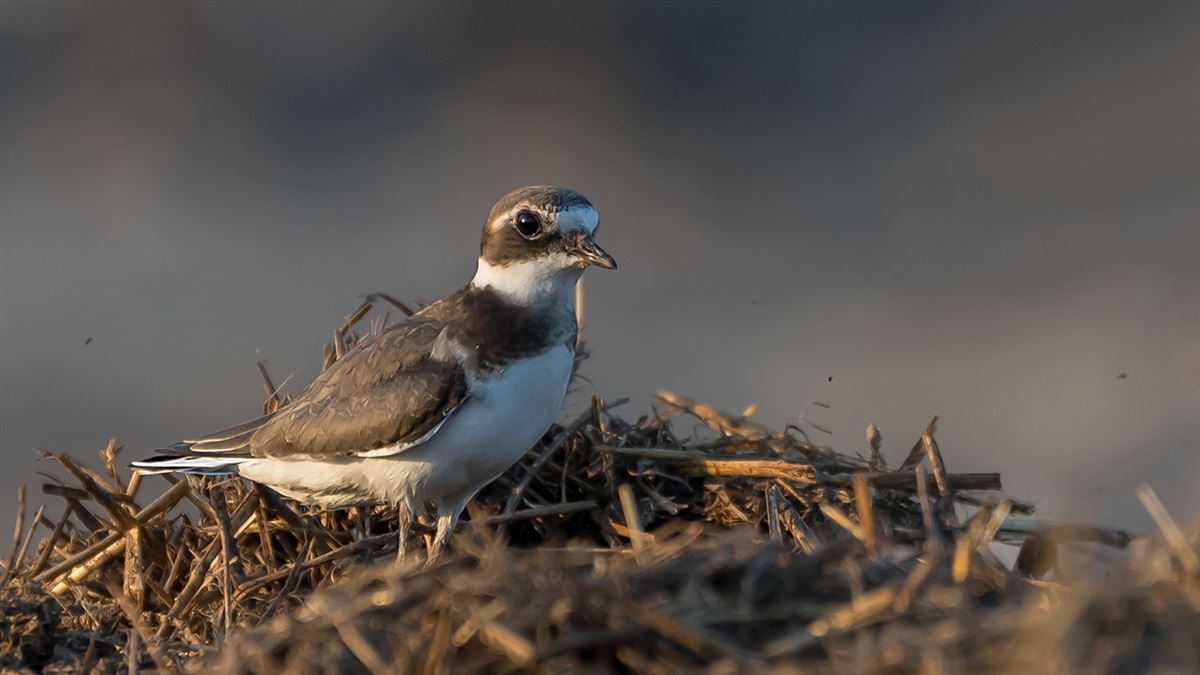 Common Ringed Plover