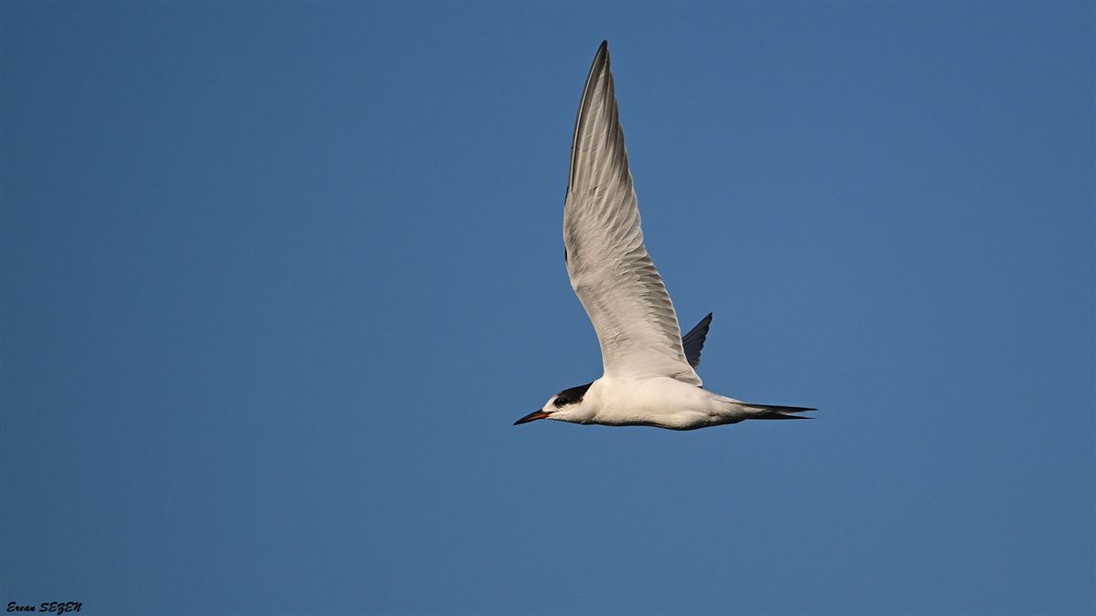 Common Tern