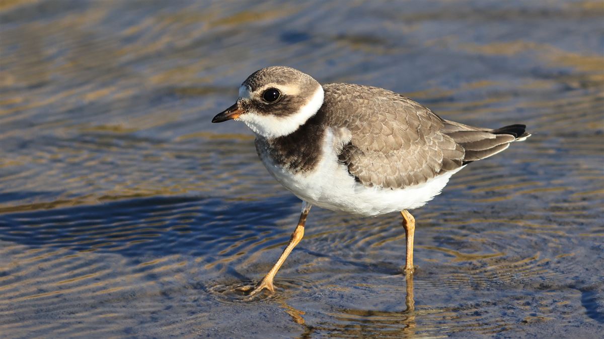Common Ringed Plover