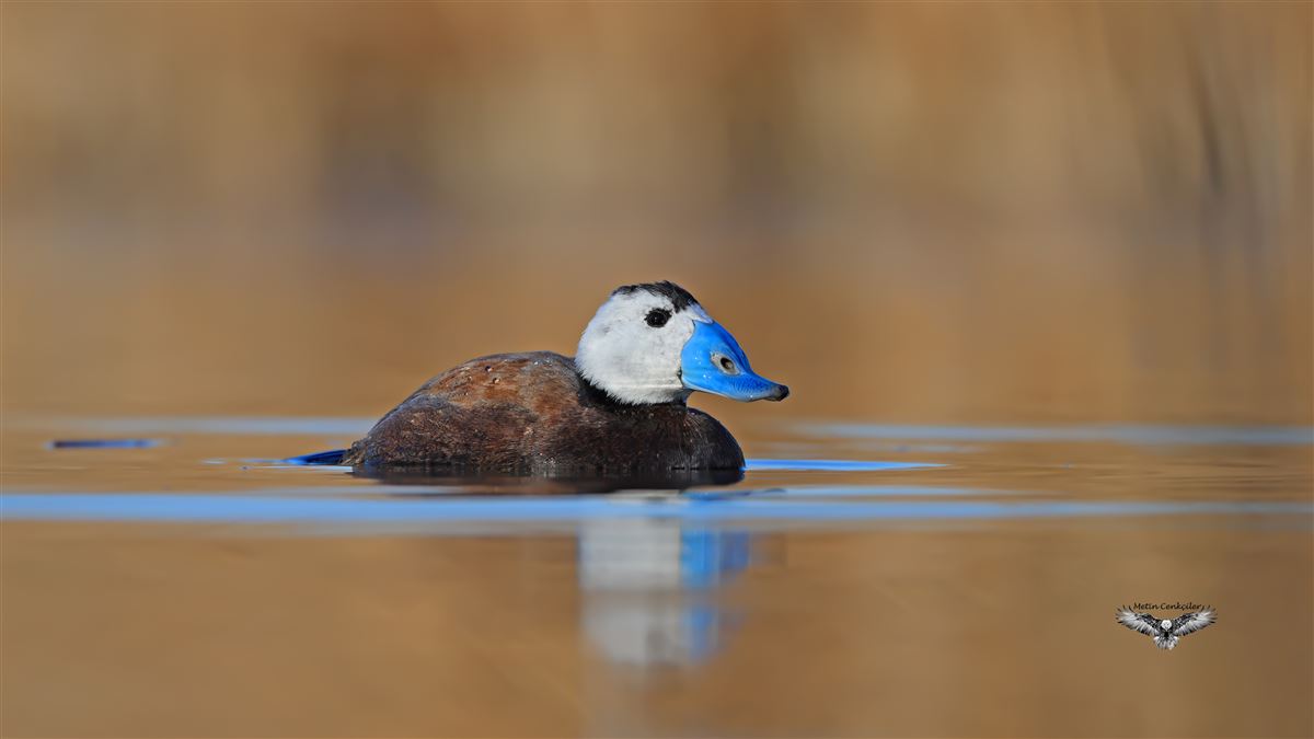 White-headed Duck