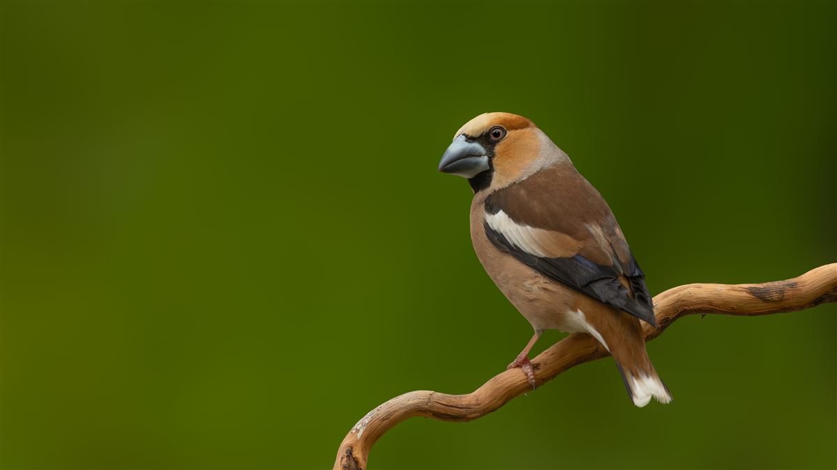 Hawfinch
