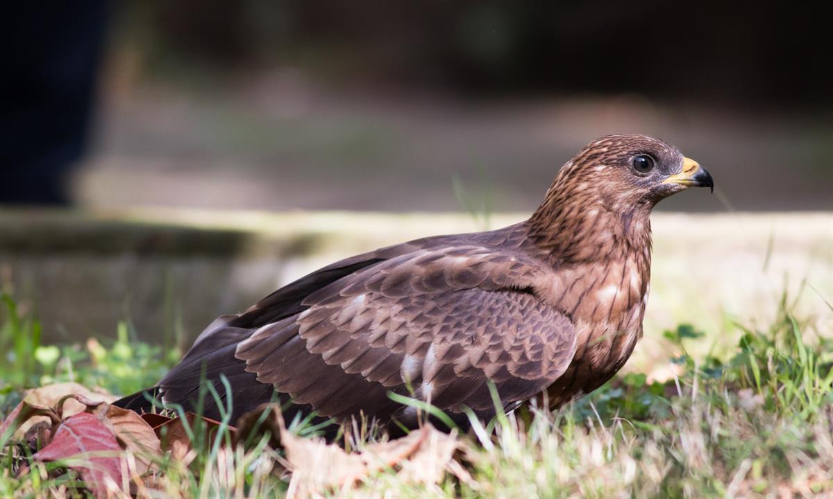 European Honey Buzzard