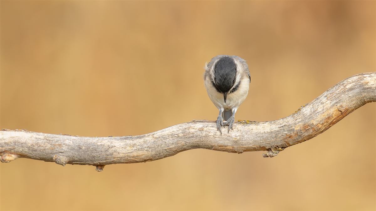 Sombre Tit