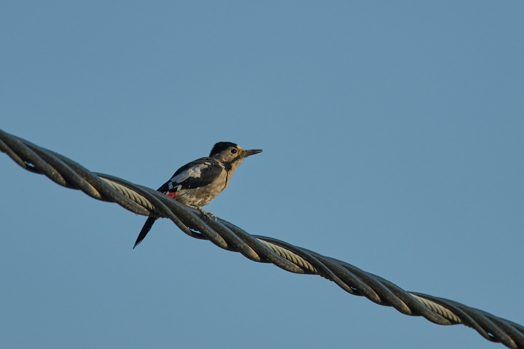 Syrian Woodpecker
