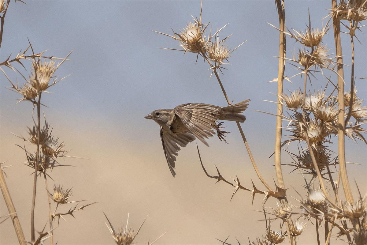 House Sparrow
