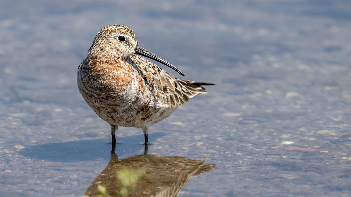 Curlew Sandpiper