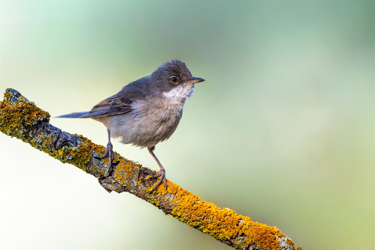 Common Whitethroat