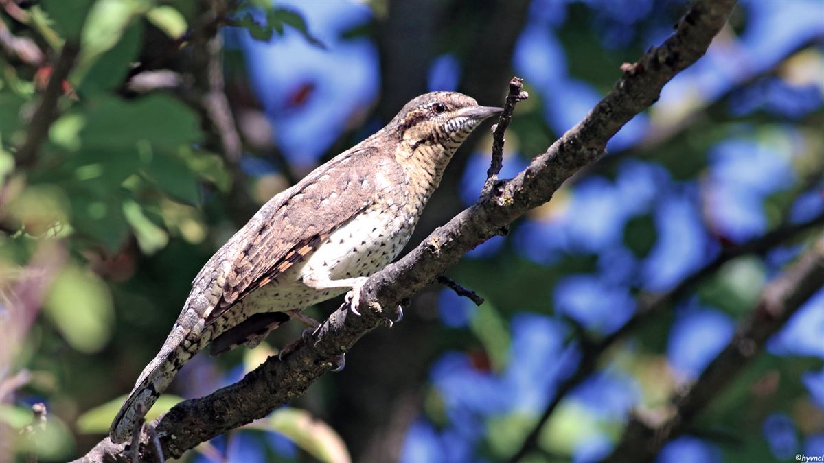 Eurasian Wryneck
