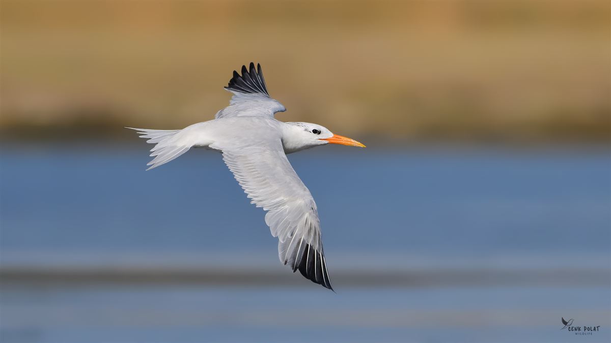 West African Crested Tern
