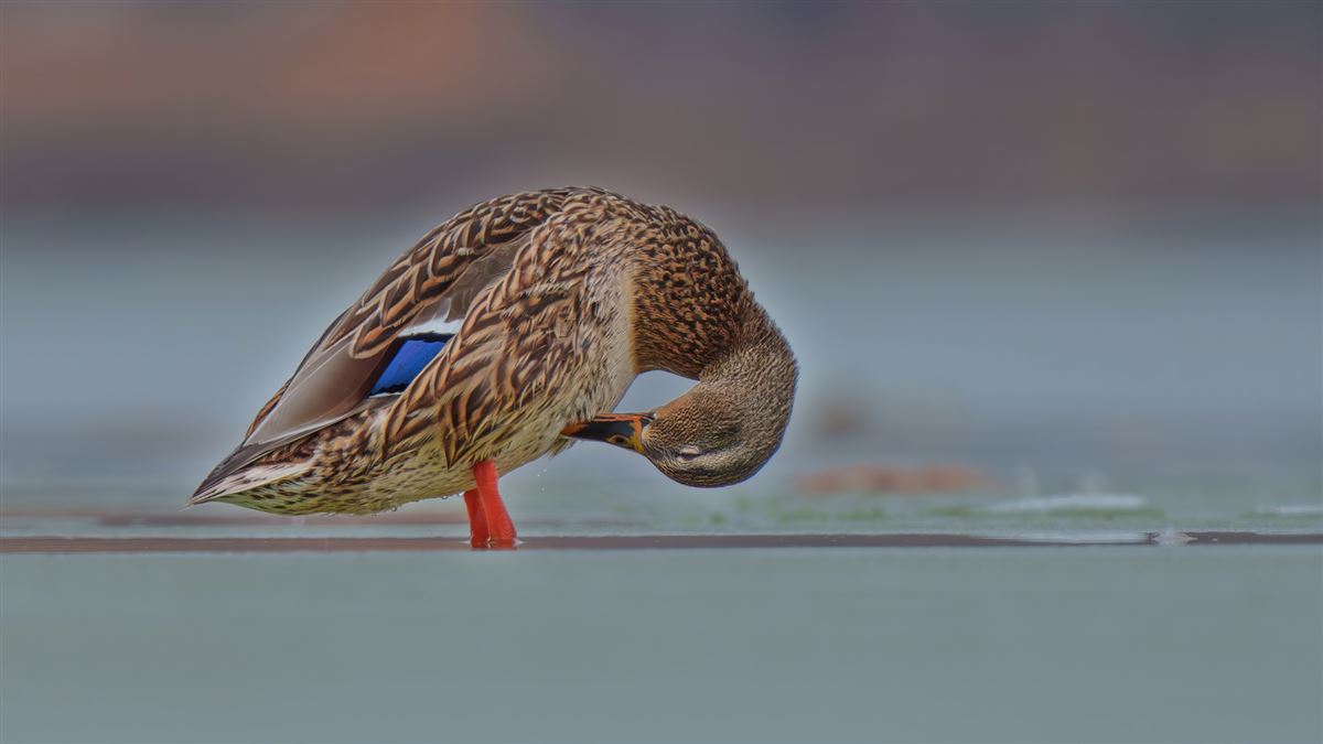 Mallard