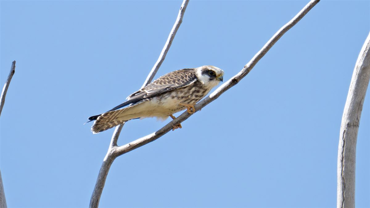Red-footed Falcon