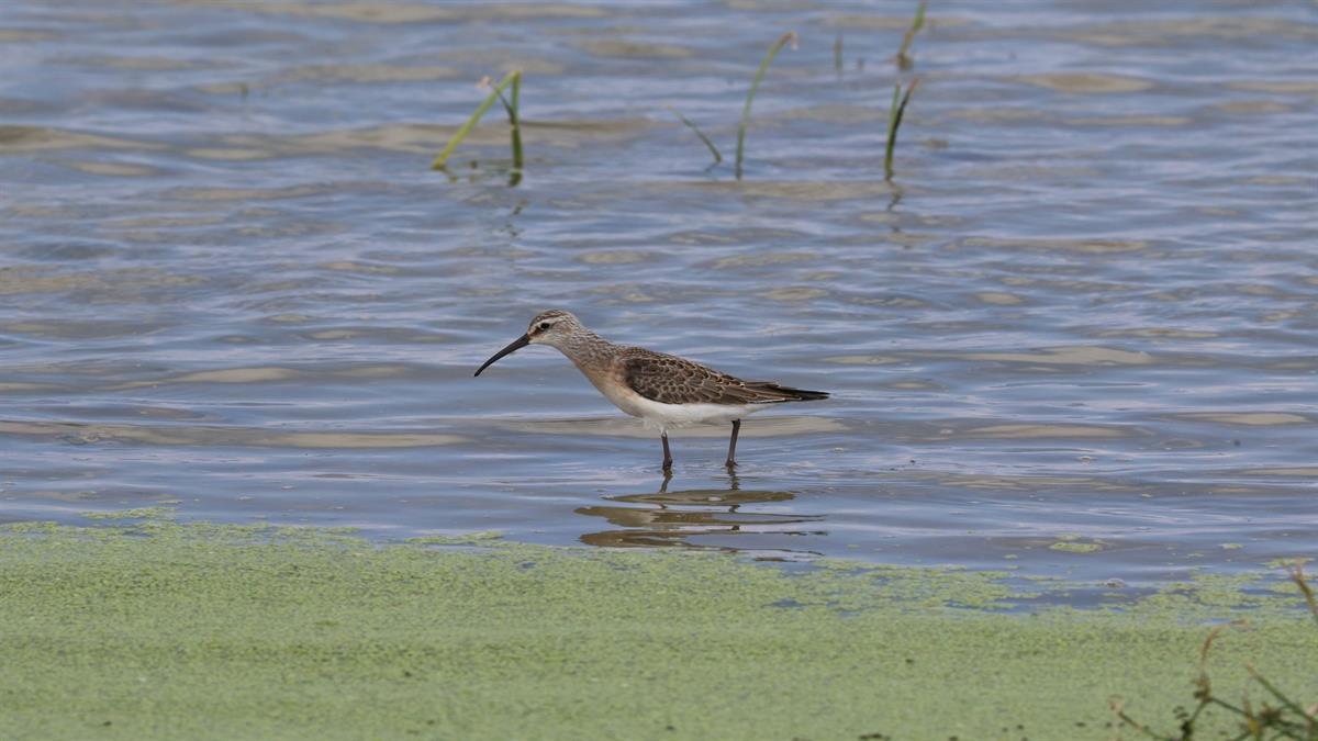 Curlew Sandpiper