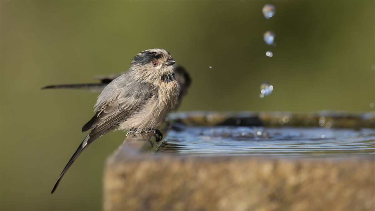 Long-tailed Tit