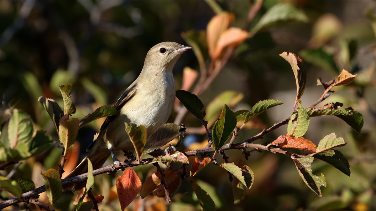 Garden Warbler