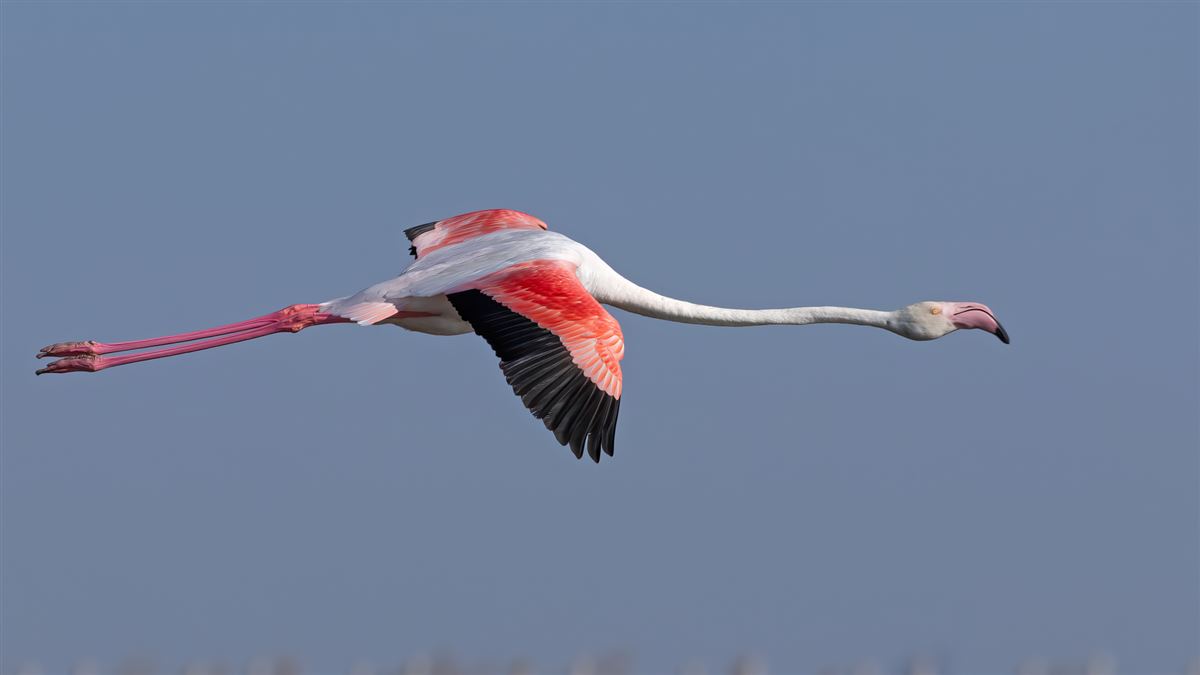 Greater Flamingo