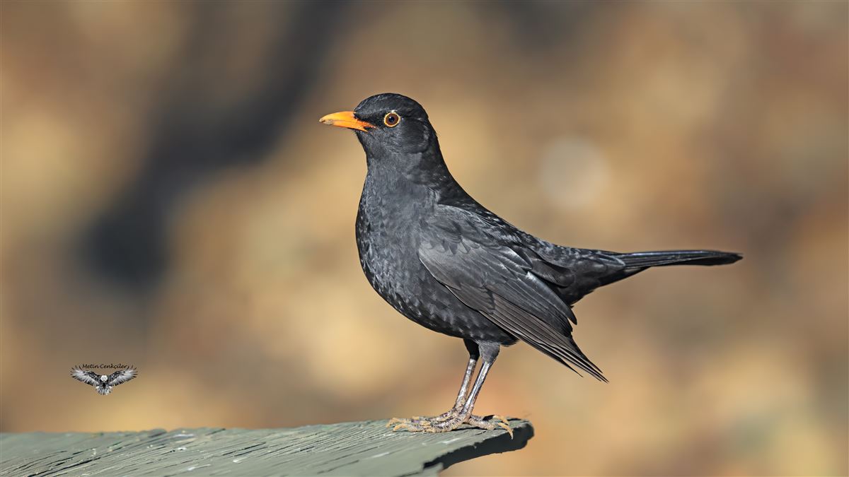 Karatavuk