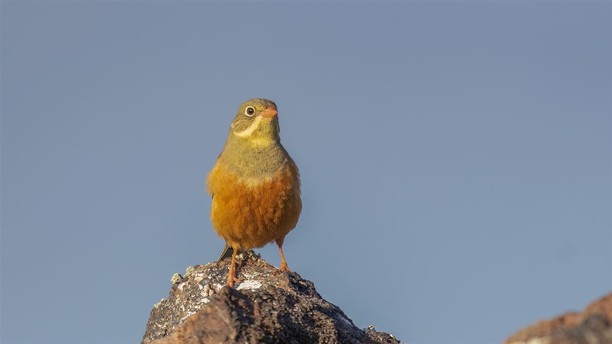Ortolan Bunting