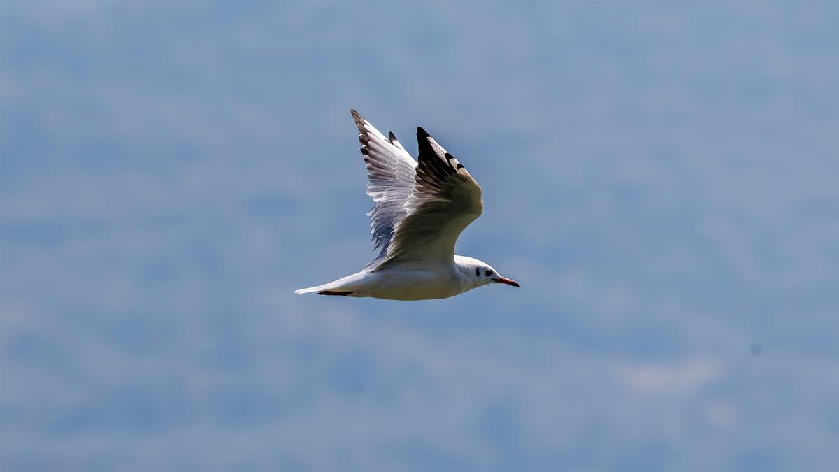 Black-headed Gull