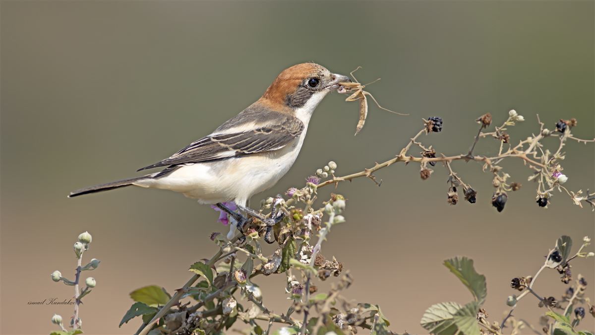 Woodchat Shrike