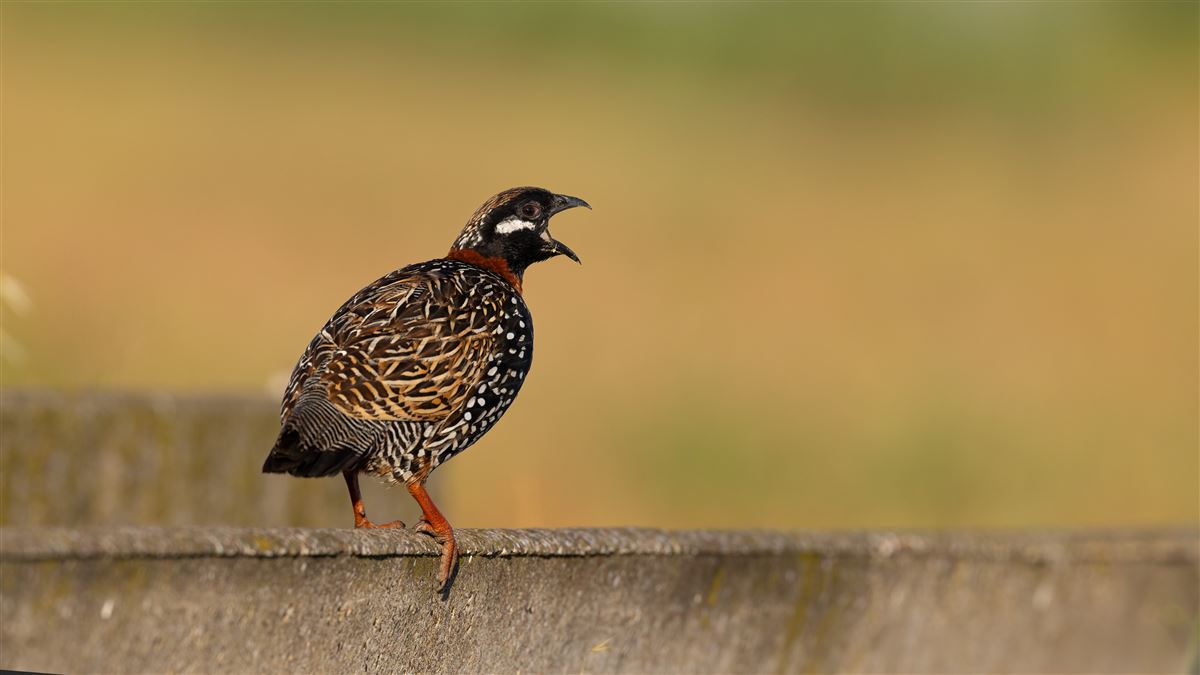 Black Francolin