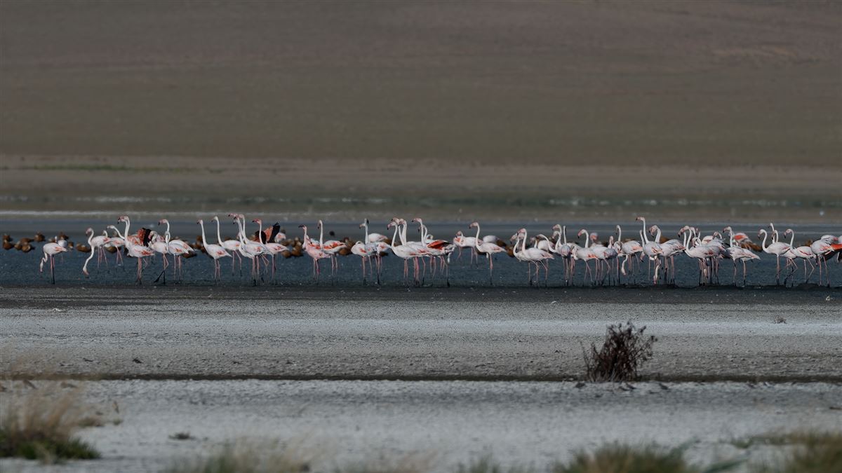 Lesser Flamingo