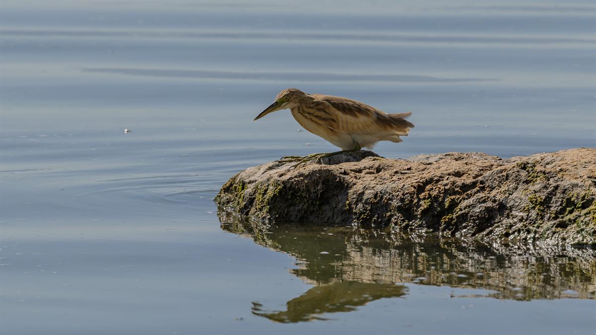 Squacco Heron