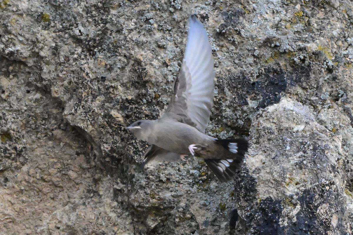 Eurasian Crag Martin