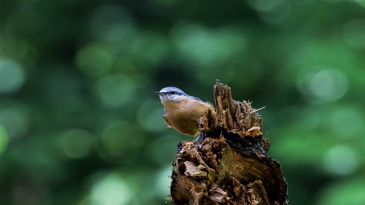 Eurasian Nuthatch