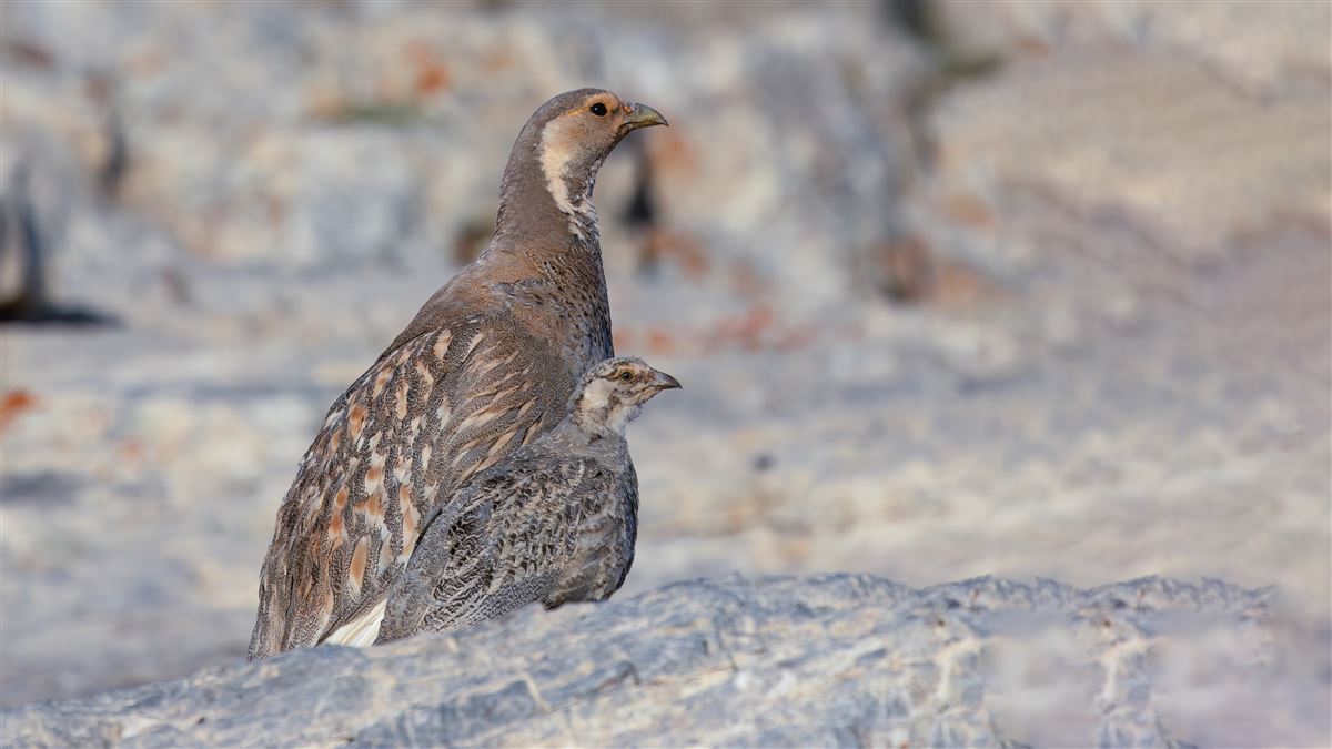 Caspian Snowcock