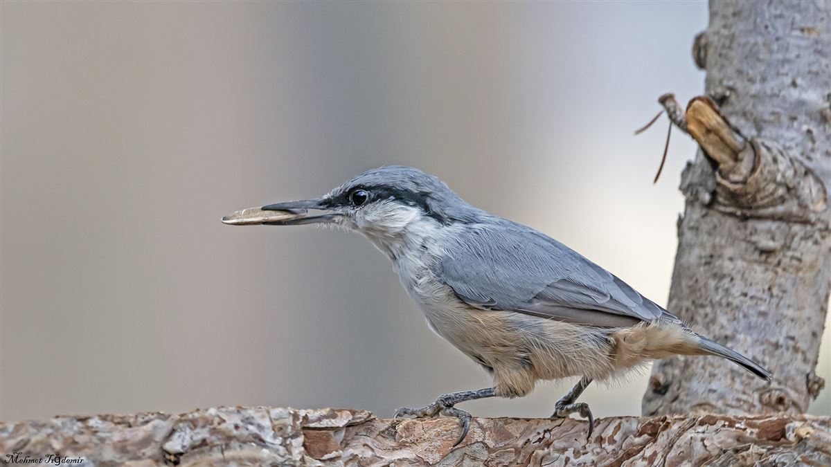 Western Rock Nuthatch