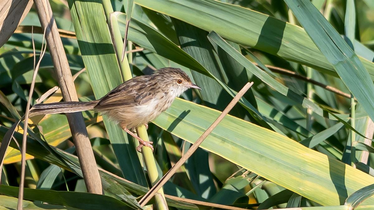 Delicate Prinia