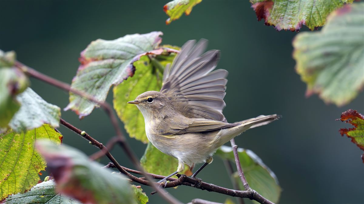 Mountain Chiffchaff