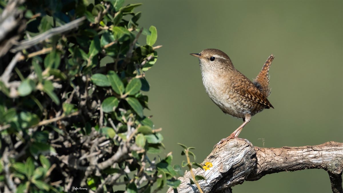 Eurasian Wren