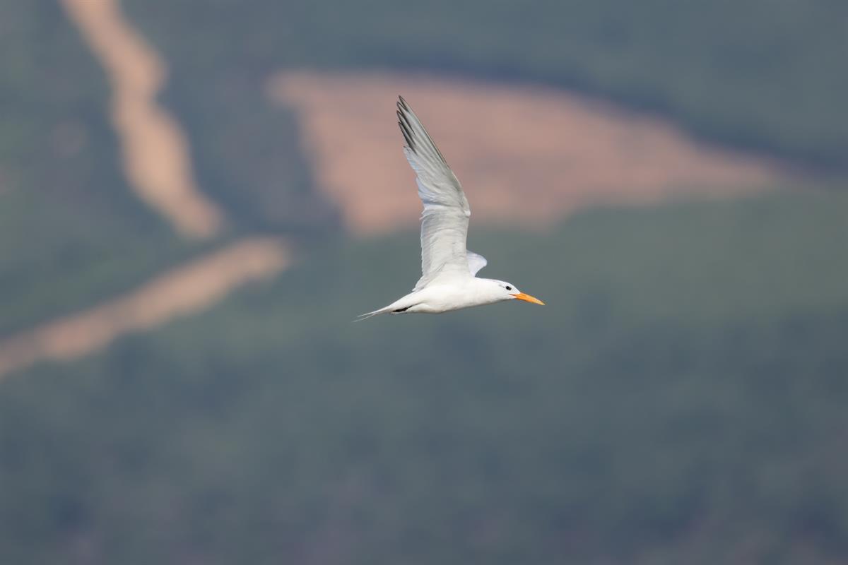 West African Crested Tern