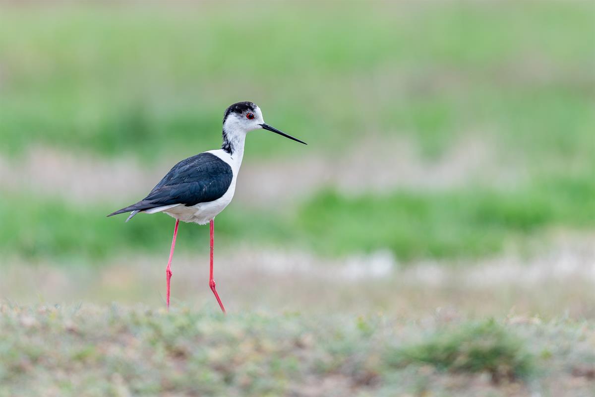 Black-winged Stilt